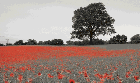 Poppy field Familyrelatives.com